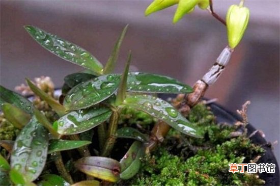 【常见】石斛兰的常见种类有哪些，常见10种最美品种
