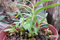 【常见】石斛兰的常见种类有哪些，常见10种最美品种