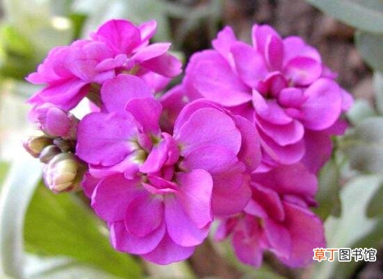 【栽培】紫罗兰怎样栽培和繁殖，手把手教你4种紫罗兰繁殖方法