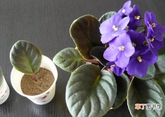 【栽培】紫罗兰怎样栽培和繁殖，手把手教你4种紫罗兰繁殖方法
