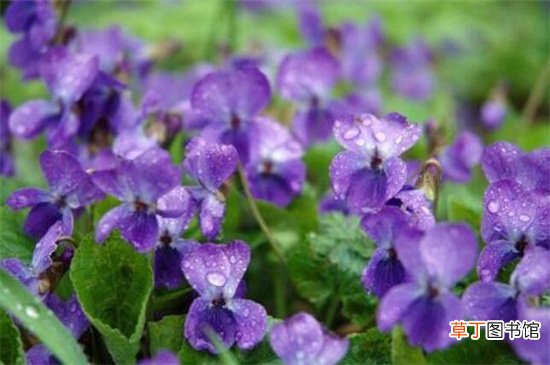 【种类】紫罗兰有哪些种类