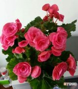 【开花】丽格海棠开花时间：丽格海棠的花期长，从4月份到6月份以及9月份到