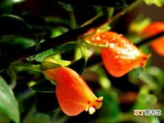 【花】金鱼花的繁殖方式：金鱼花可以采用播种、扦插和分株这三种方式进行繁