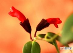 【口红吊兰】口红花什么时候开花：口红吊兰的花期一般是在当年的11月至翌年