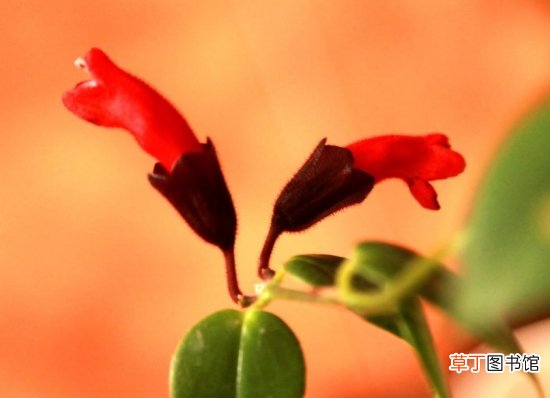 【口红吊兰】口红花什么时候开花：口红吊兰的花期一般是在当年的11月至翌年的6月