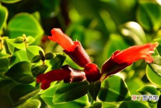【口红吊兰】口红花什么时候开花：口红吊兰的花期一般是在当年的11月至翌年的6月