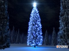 【常绿树】圣诞树是什么树：天然圣诞树一般用杉柏之类的常绿树做成