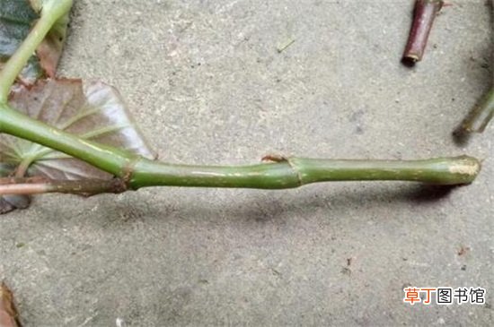 【扦插】四季海棠扦插方法图解，春秋扦插对枝条消毒处理