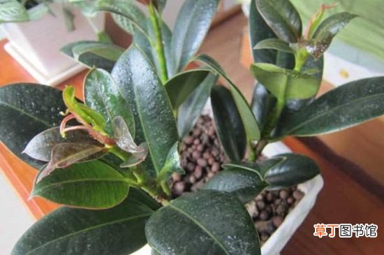 【盆栽】橡皮树盆栽冬季养护，适宜温度通风养护