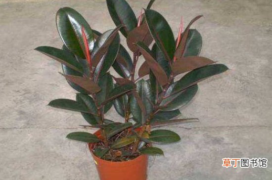 【盆栽】橡皮树盆栽冬季养护，适宜温度通风养护