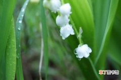 【花期】铃兰的花期及开花注意事项，春季5～6月份开花