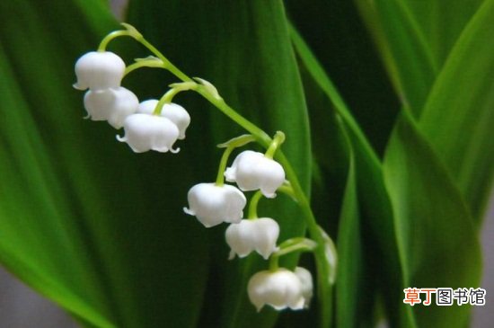 【花期】铃兰的花期及开花注意事项，春季5～6月份开花