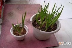 【盆栽】大蒜盆栽种植方法，春季选盆播种栽植生根