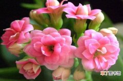 【开花】长寿花开花妙招，施加豆饼肥促进花芽形成