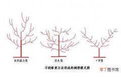 【树】杏树怎么修剪示意图，三种修剪方法让杏树果挂满树