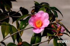 【开花】如何使山茶花在元旦开花，光照控温并修剪养护