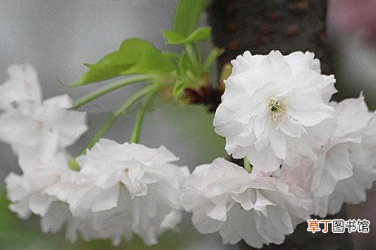 【樱花】白色的樱花叫什么名字