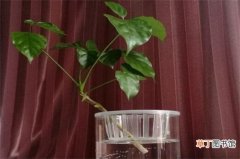 【方法】幸福树水插方法，4个步骤水培繁殖幸福树