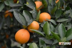 【柚子】橙子是柚子和橘子的杂交吗，混合种植的品种