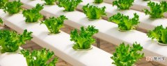 【蔬菜】水培蔬菜利润分析