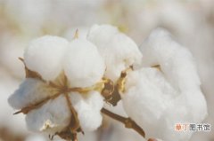 【价格】棉花价格多少钱一斤，价格在9.5～14元/公斤