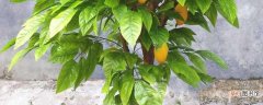 【盆栽】芒果树盆栽的养殖方法
