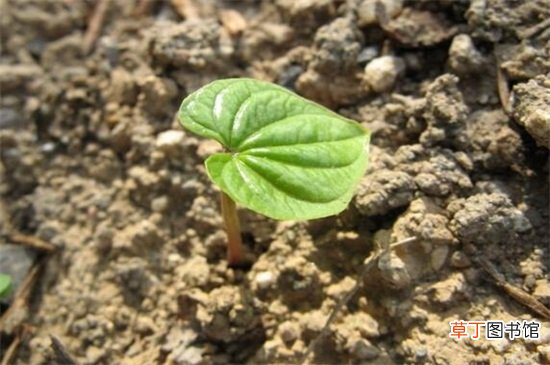 【种植】山药豆发芽了怎么种植，6个步骤教你种植