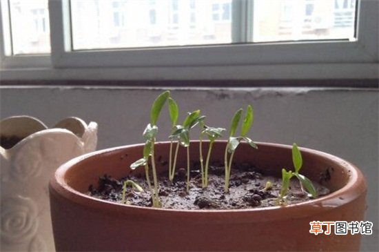 【种植】山药豆发芽了怎么种植，6个步骤教你种植