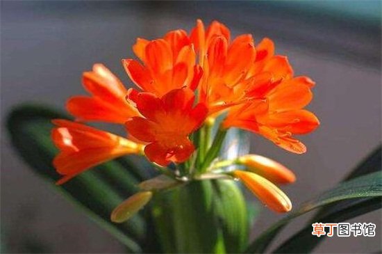 【开花】六个妙招让君子兰开花，要注意控制温度和光照