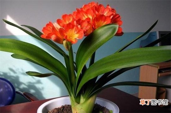 【开花】六个妙招让君子兰开花，要注意控制温度和光照