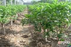 【桂花树】金桂花树种植技术，6个步骤枝壮叶绿