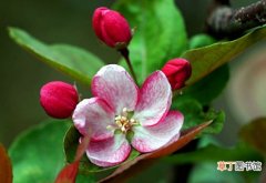 【花期】秋海棠的花期：普通的秋海棠花期一般在7月份