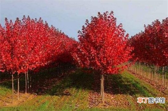 【树】红枫树苗价格暴跌，市场饱和与病虫害是主要原因