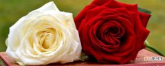 【红玫瑰】白玫瑰与红玫瑰的寓意