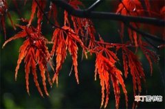 【叶子】羽毛枫叶子怎么变红，胡萝卜素增多慢慢变红