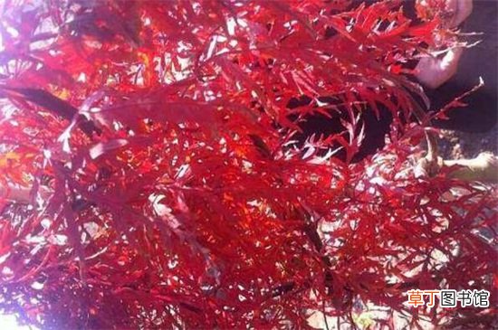 【叶子】羽毛枫叶子怎么变红，胡萝卜素增多慢慢变红