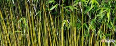 【草本植物】竹子是草本植物还是木本植物