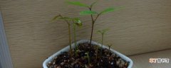 【种子】桂圆种子制作的小盆栽