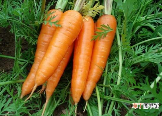 【胡萝卜】白萝卜和胡萝卜能一起吃吗：不可以，胡萝卜会破坏白萝卜的维生素C