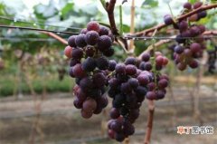 【季节】葡萄是什么季节成熟的，大概在夏秋两季成熟