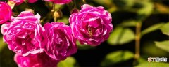 【养殖方法】蔷薇花的养殖方法和注意事项