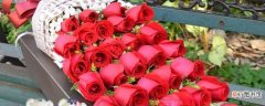 【玫瑰花】33朵红玫瑰花语是什么