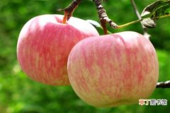 【苹果】晚上吃苹果好吗，饭前食用有减肥效果
