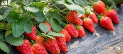 【草莓】草莓上面的籽可以种吗