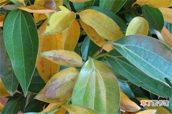 【树叶】平安树叶子变黄怎么办，稀释浓肥和遮荫防晒