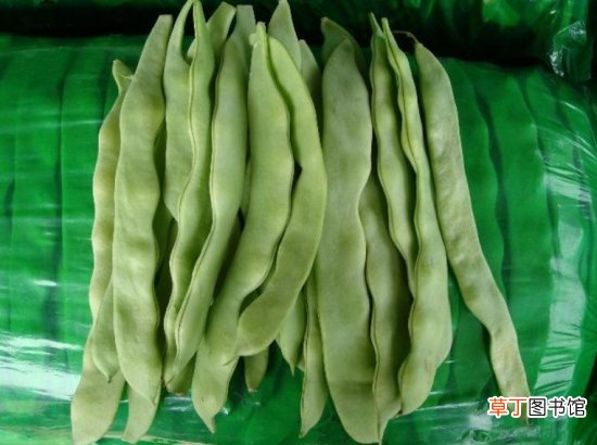 【高温】芸豆种植技术：较耐冷,忌高温