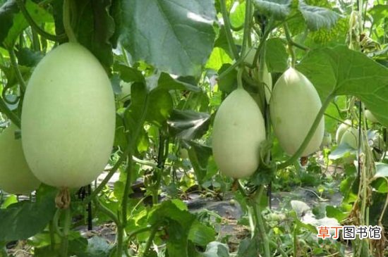 【方法】甜瓜播种方法，4个步骤可达到高产种植