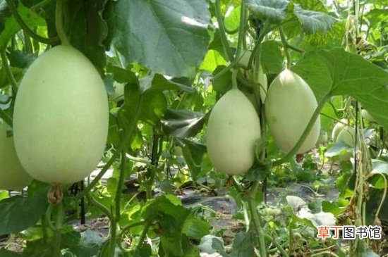 【种植】露地香瓜的种植技术，营养土配制并覆盖地膜