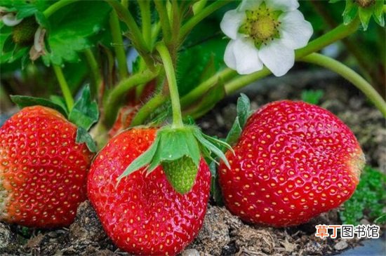 【草莓】冬季草莓种植时间，初冬季节的11月份栽培为宜