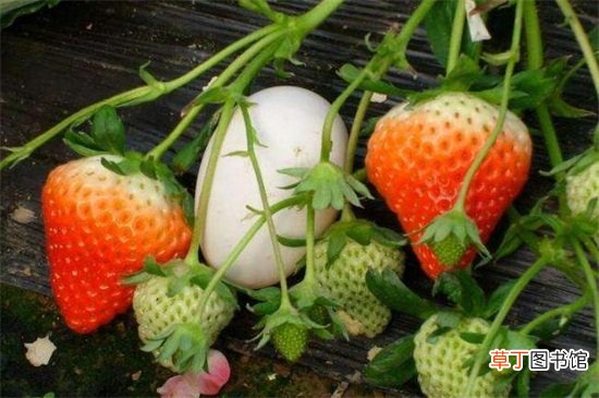 【草莓】冬季草莓种植时间，初冬季节的11月份栽培为宜